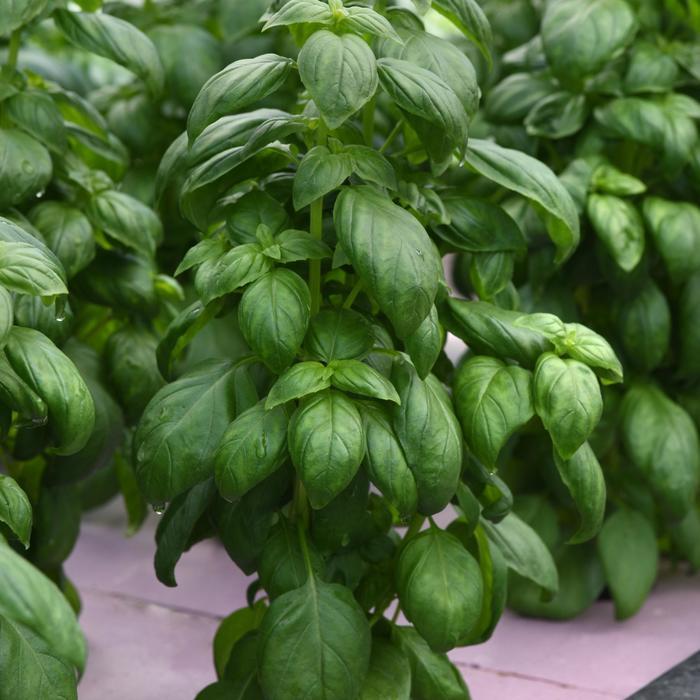 Ocimum basilicum Emerald Towers