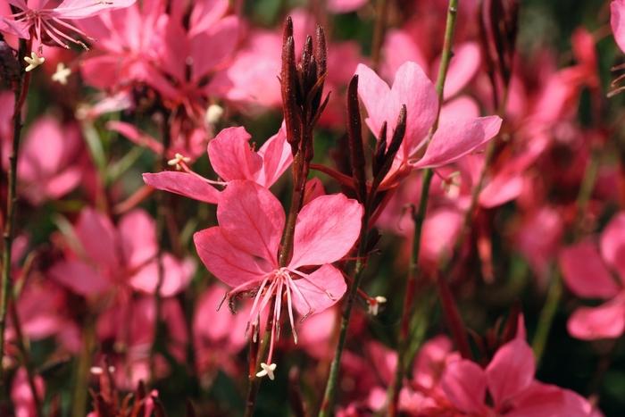 Gaura lindheimeri Belleza&reg; Dark Pink Improved