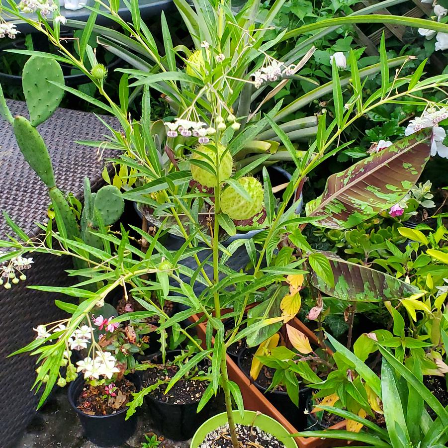 Gomphocarpus physocarpus 