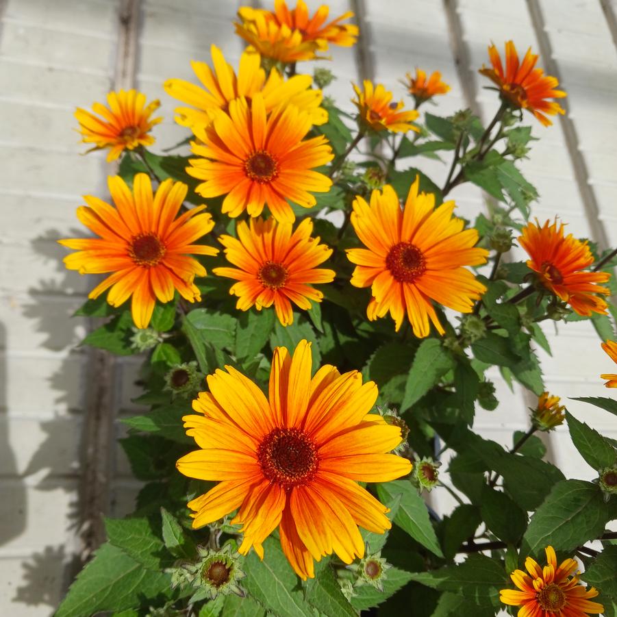 Heliopsis Bacio del Sole