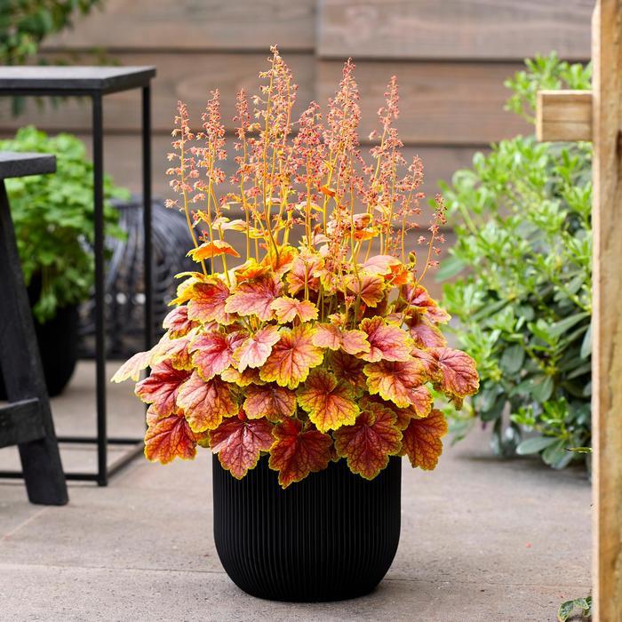 Heuchera Eternal Flame