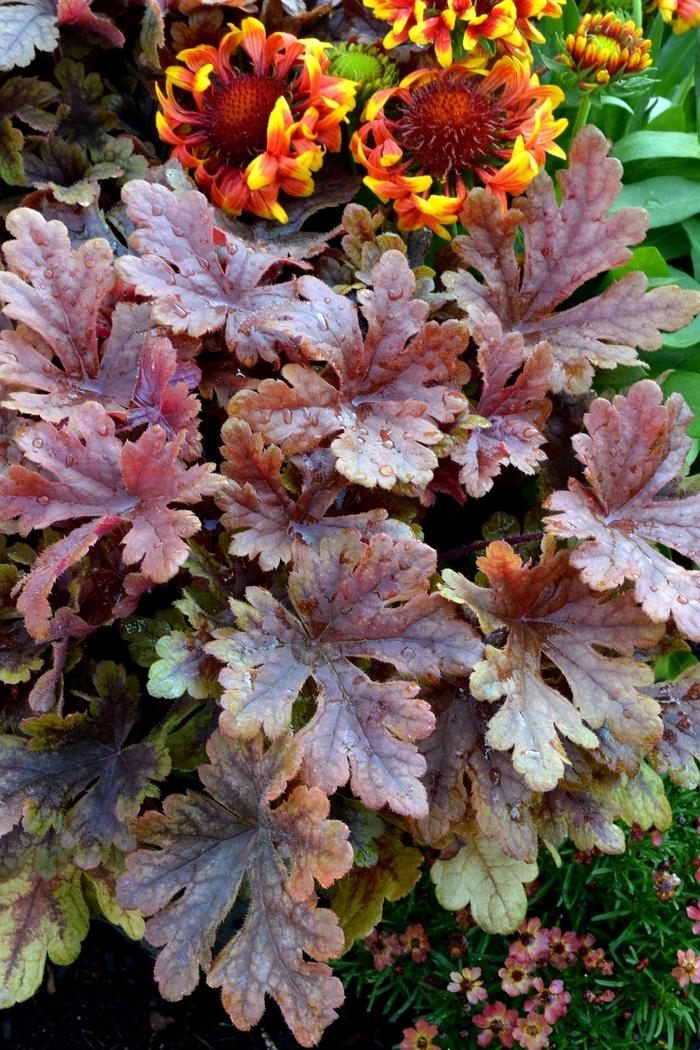 Heucherella Buttered Rum