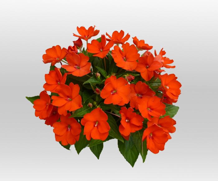 Impatiens SunPatiens&reg; Compact Electric Orange