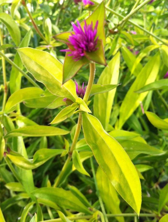 Gomphrena globosa Cosmic Flare