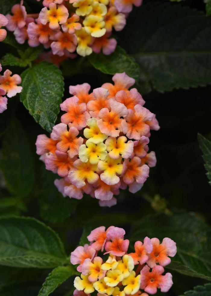 Lantana camara Shamrock&trade; Peach Improved