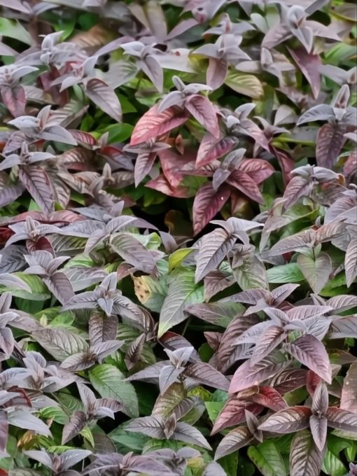 Monarda bradburiana Midnight Oil