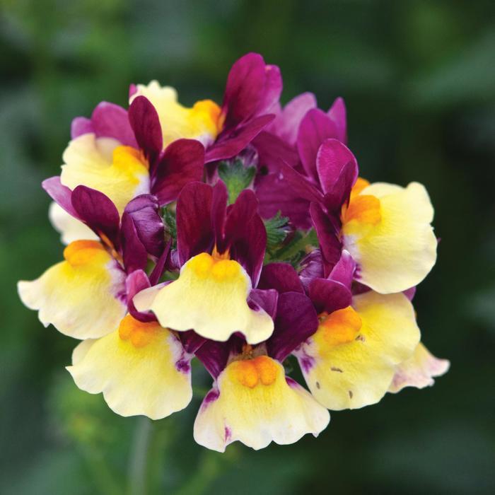 Nemesia Escential&trade; Raspberry Lemonade