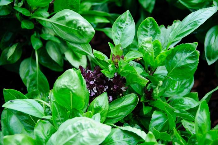 Ocimum basilicum Balsamic Blooms