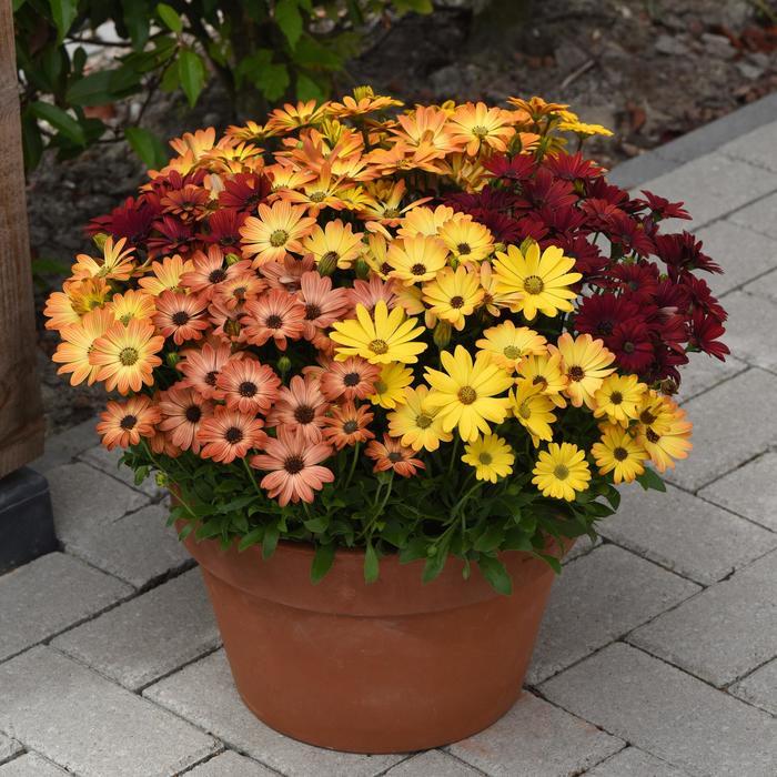 Osteospermum ecklonis Akila&reg; Sunset Shades