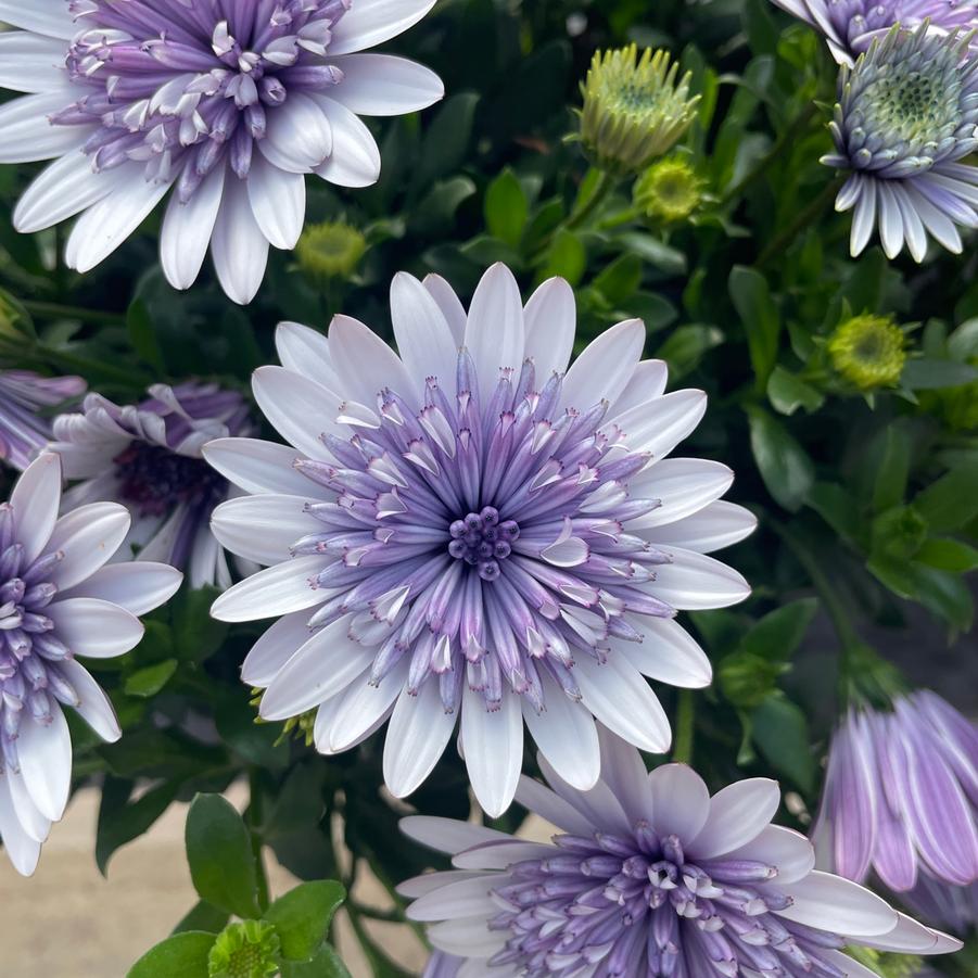 Osteospermum Blue Ice