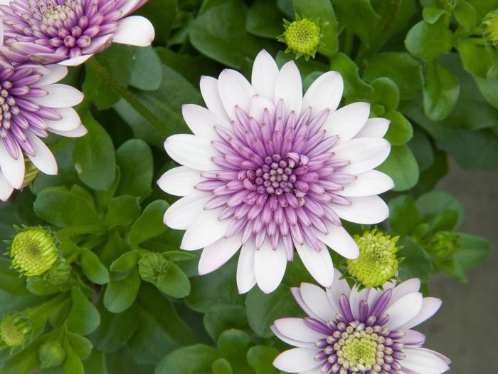 Osteospermum 4D&trade; Violet Ice