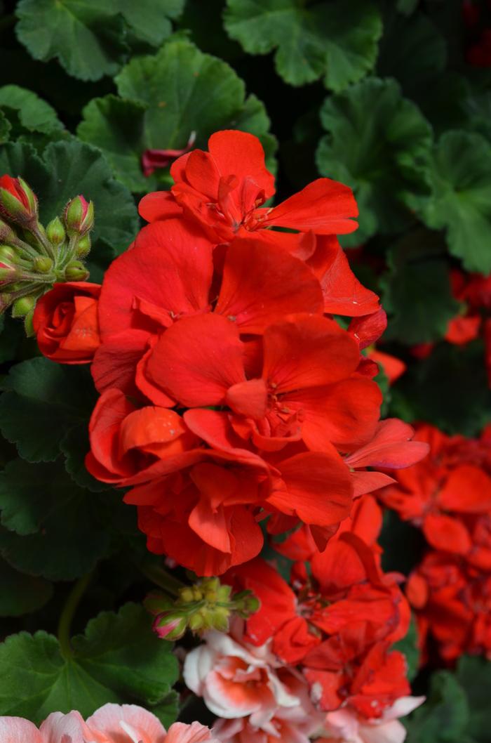 Pelargonium x hortorum Presto&trade; Dark Red
