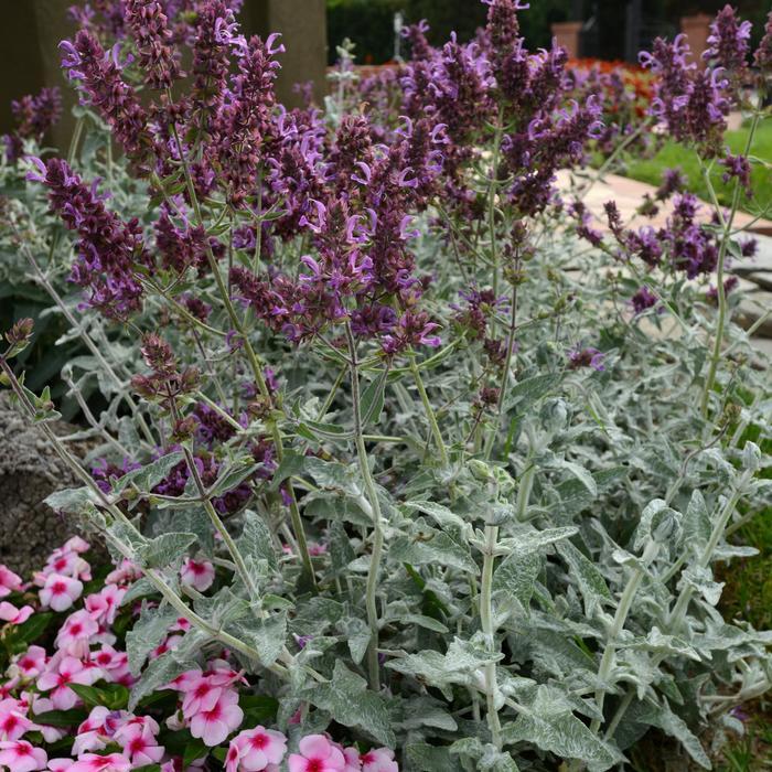 Salvia canariensis Lancelot
