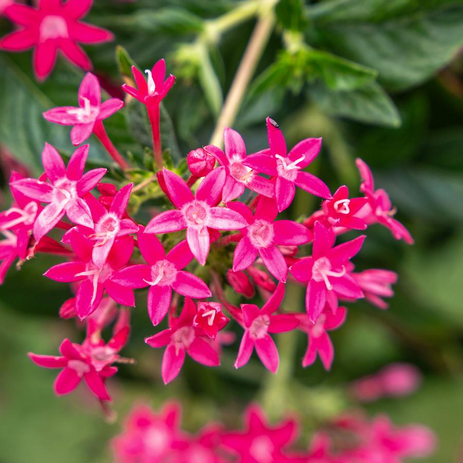 Pentas lanceolata Graffiti&reg; Falls Rose