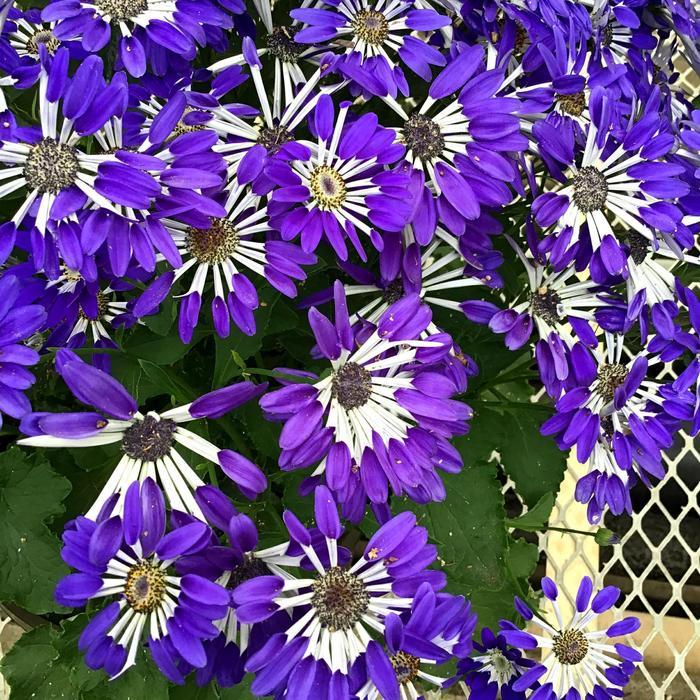 Pericallis Senetti&reg; Blue Spoon