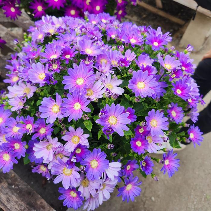 Pericallis Senetti&reg; Lavender Dawn
