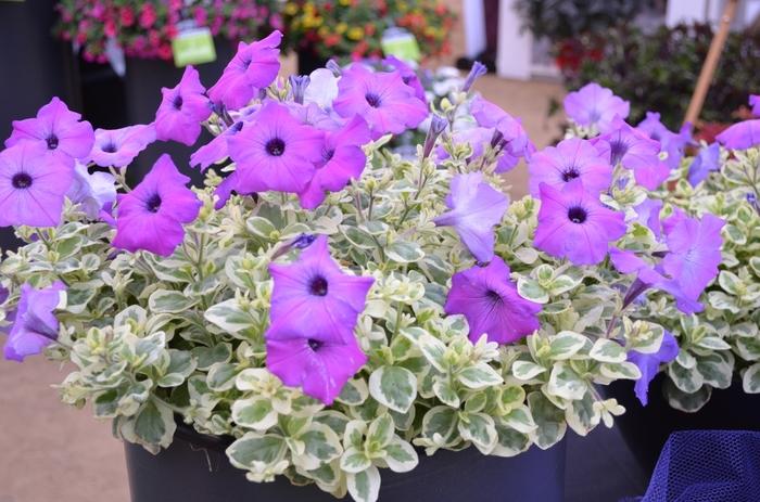 Petunia Glamouflage&trade; 'Grape'