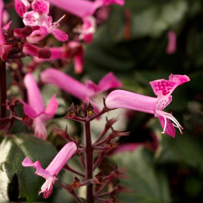 Plectranthus VELVET&trade; Starlet