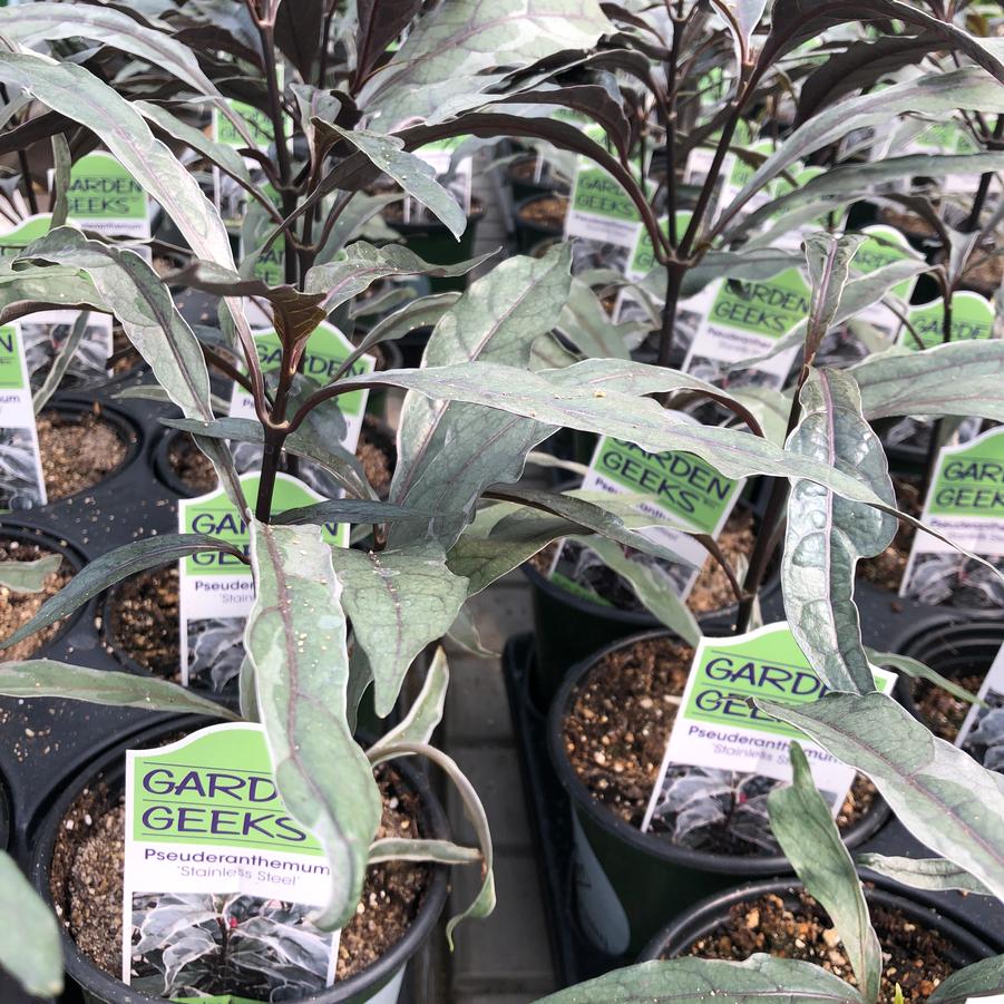 Pseuderanthemum carruthersii Stainless Steel