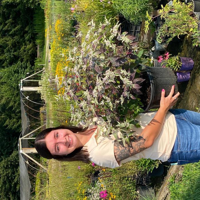 Pycnanthemum x incanum Smokey Mountain Mint