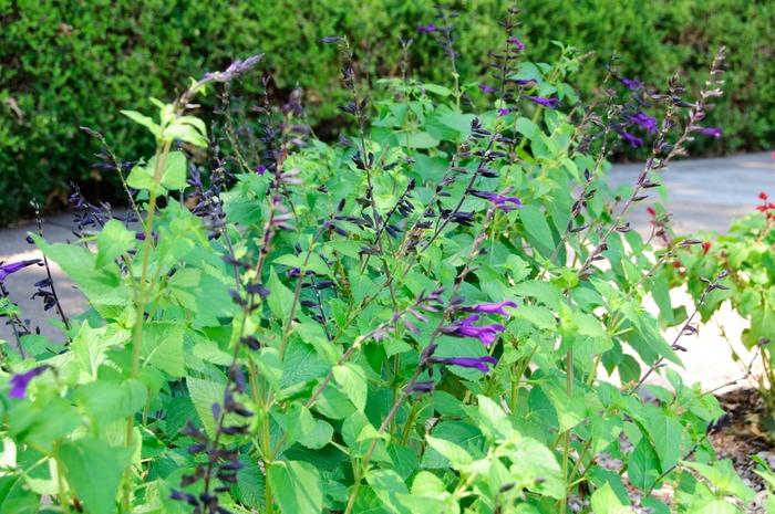 Salvia Amistad