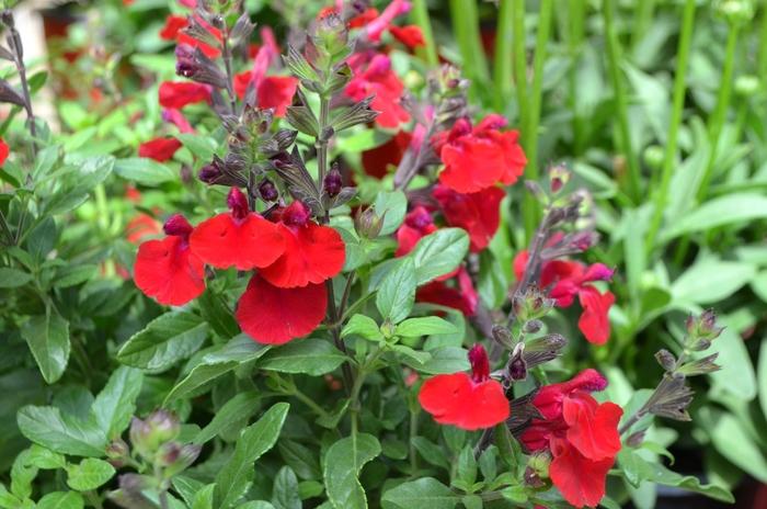 Salvia greggii Mirage&trade; Cherry Red