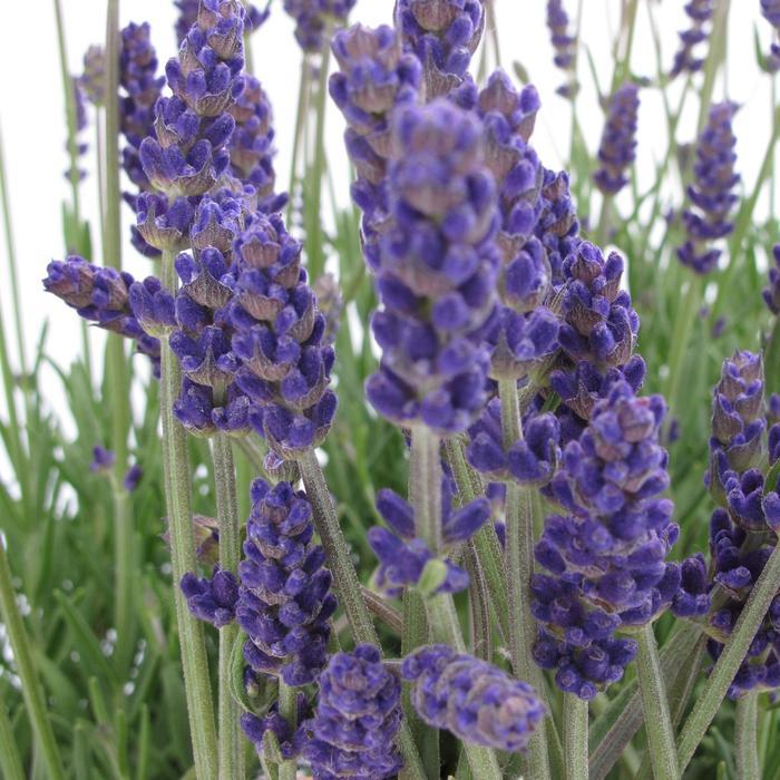 Lavandula angustifolia Annet