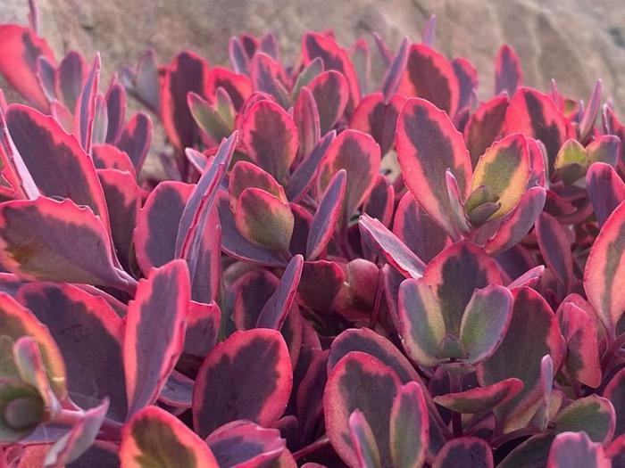 Sedum SunSparkler@reg; Dazzling Dynamite