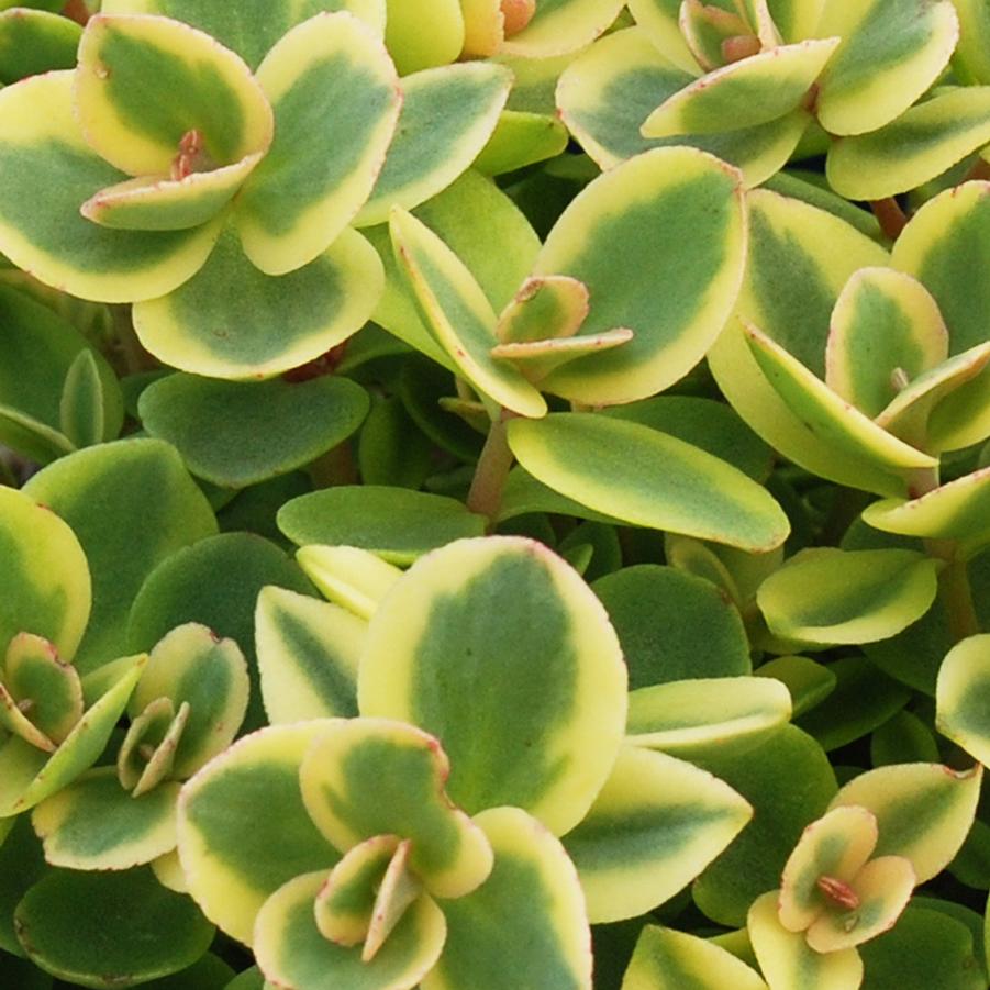Sedum Sunsparkler&reg; Lime Twister