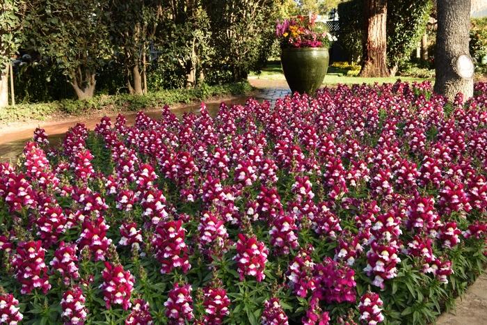 Antirrhinum majus Snapshot&trade; Coral Bicolor