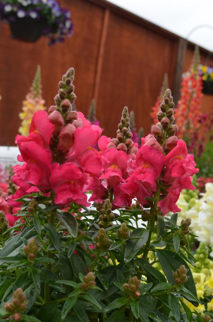 Antirrhinum majus Snapshot&trade; Rose