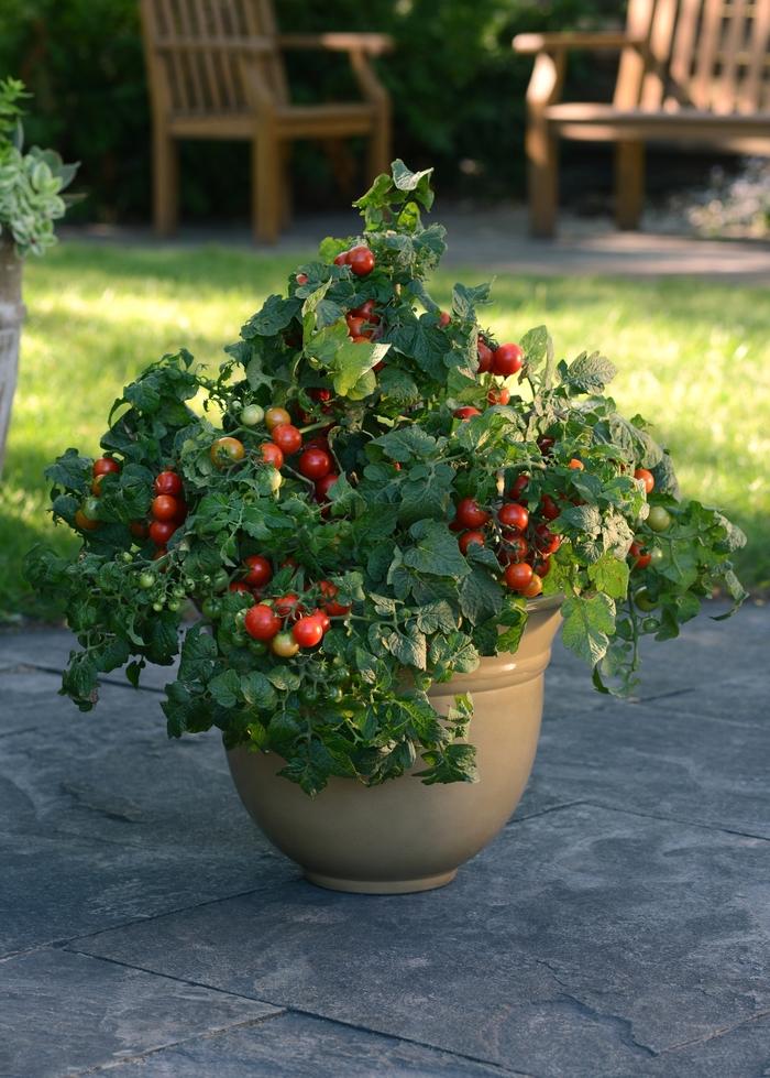 Solanum lycopersicon Little Bing