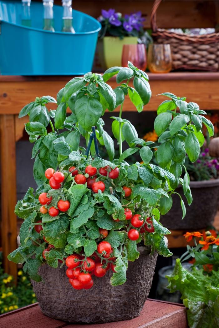 Solanum lycopersicon Little Birdy Red Robin