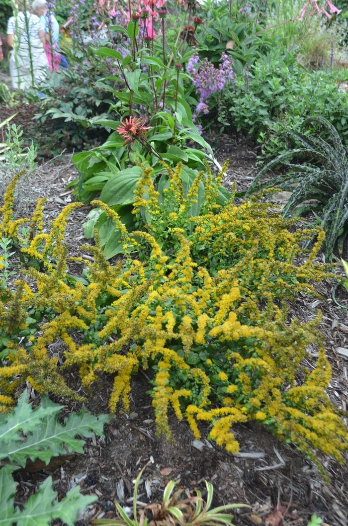 Solidago sphacelata Golden Fleece