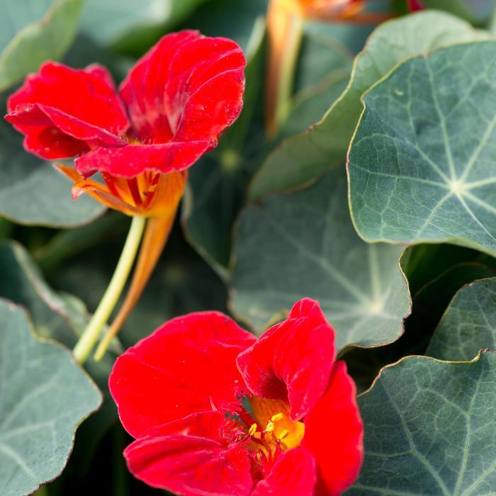 Tropaeolum minus Baby Red
