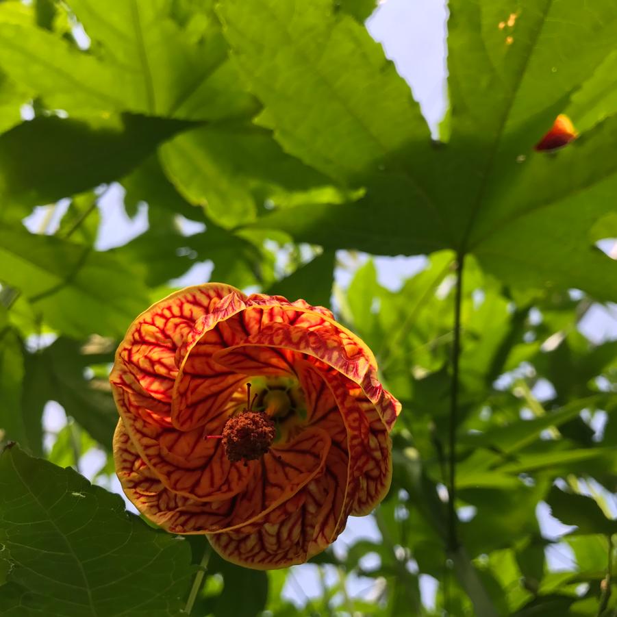 Abutilon Biltmore Ballgown