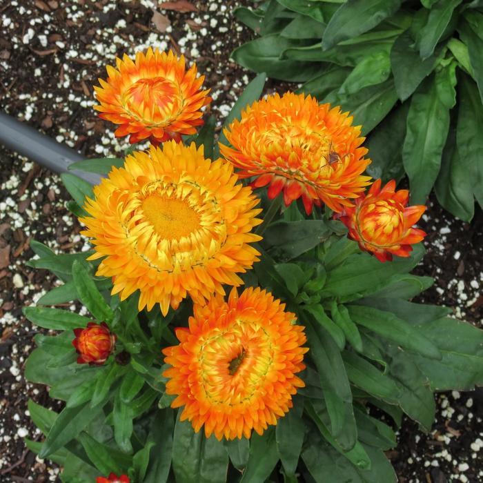 Bracteantha bracteata Granvia Harvest Orange