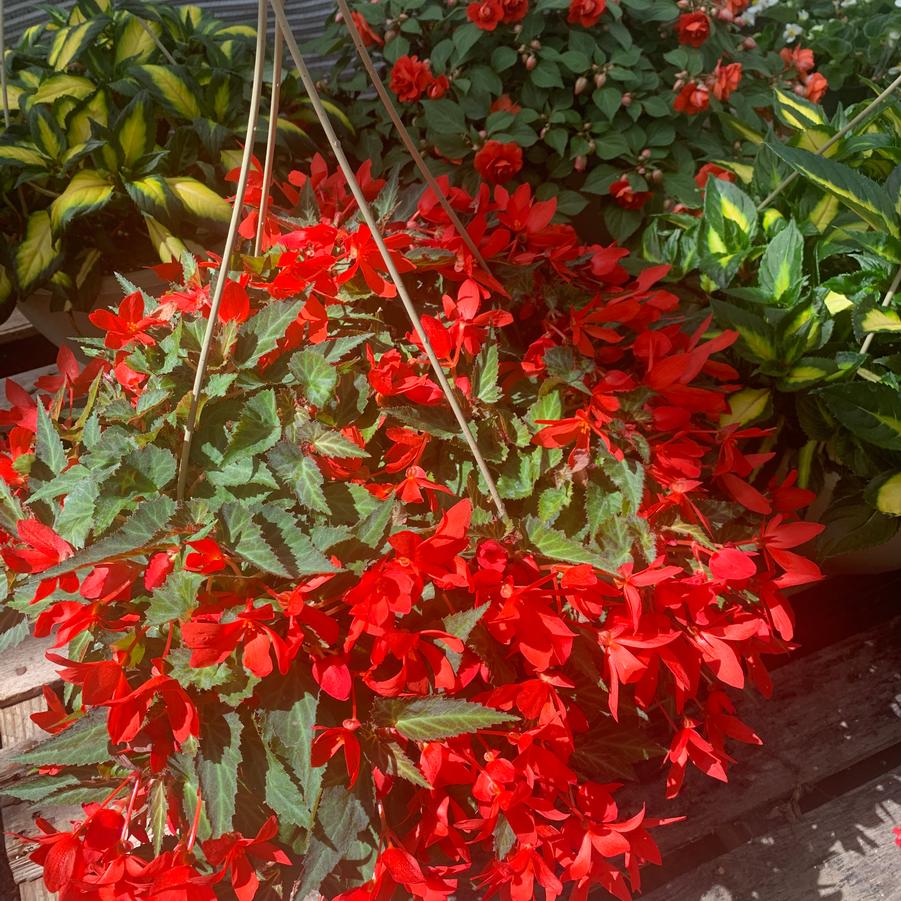 Begonia hybrida I'Conia Bachelorette Red