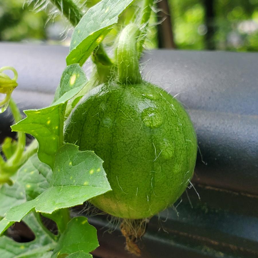 Citrullus lanatus Moon and Stars