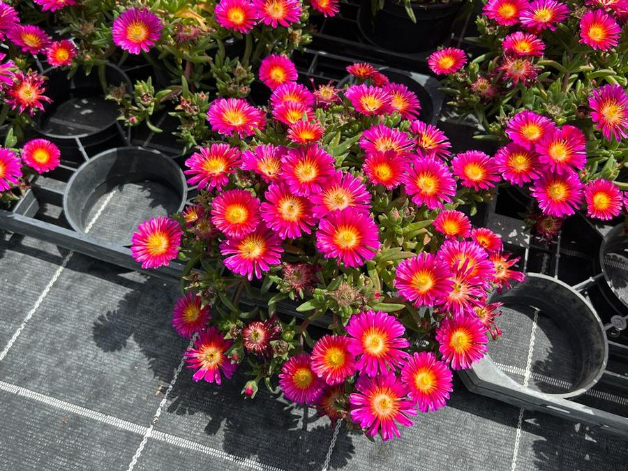 Delosperma cooperi Next Level Magenta
