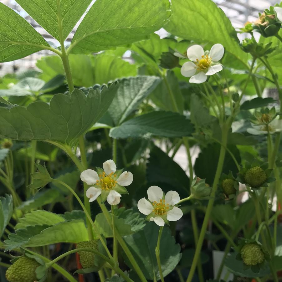 Fragaria × ananassa Berries Galore White