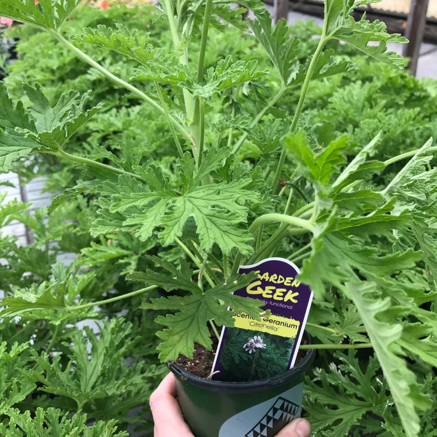 Pelargonium hybrid Citronella