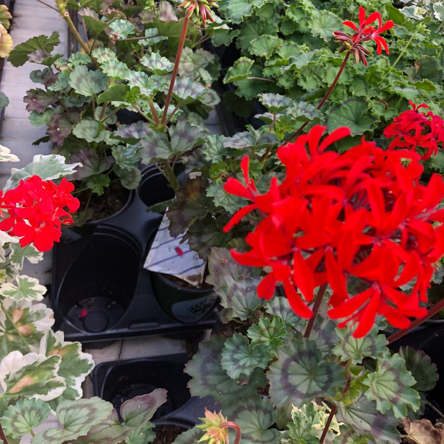 Pelargonium Distinction