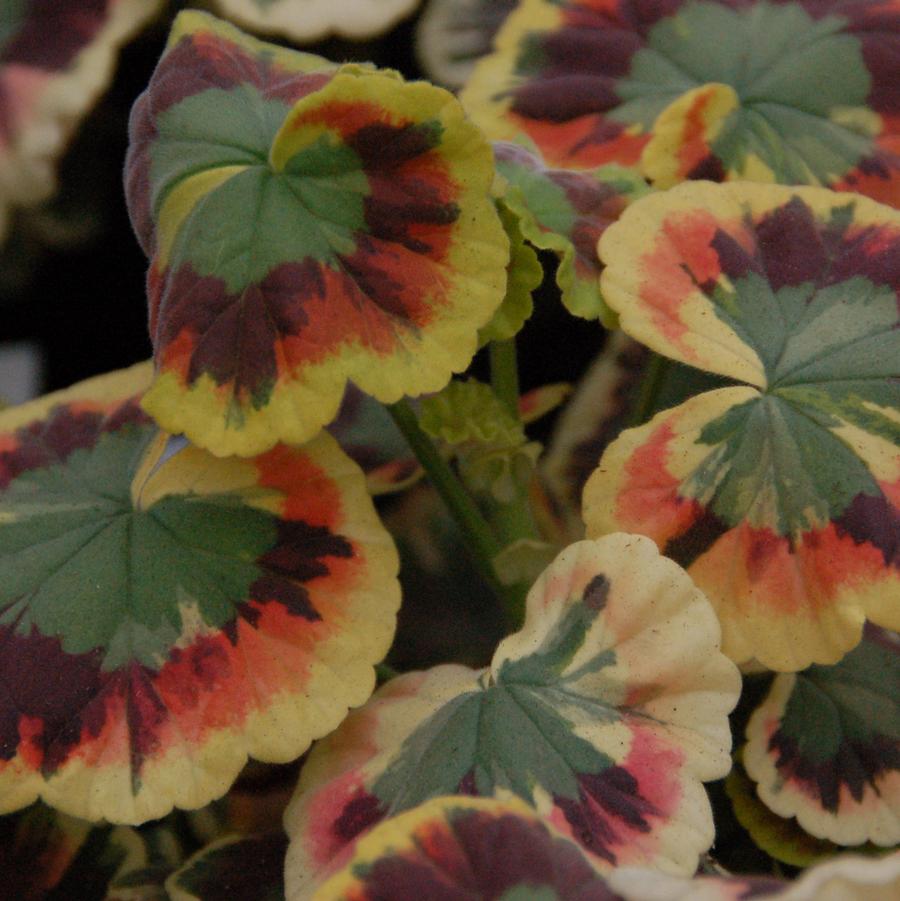 Pelargonium Henry Cox