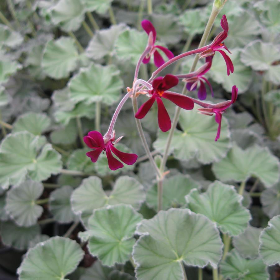Pelargonium sidoides 