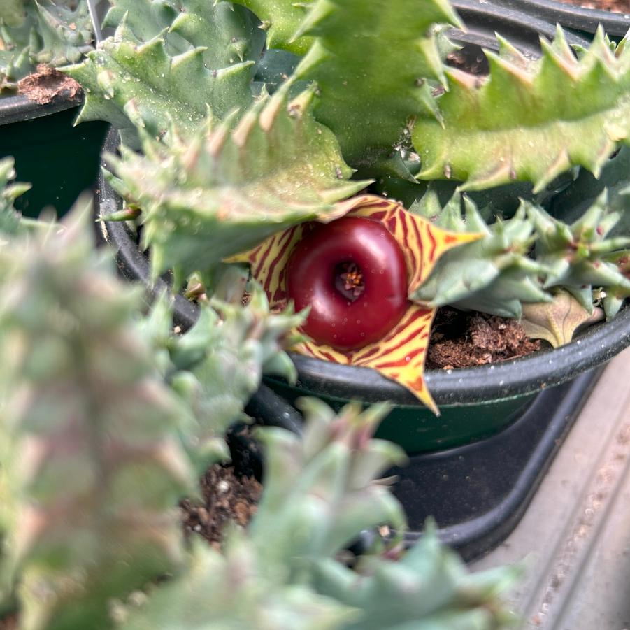 Huernia zebrina 