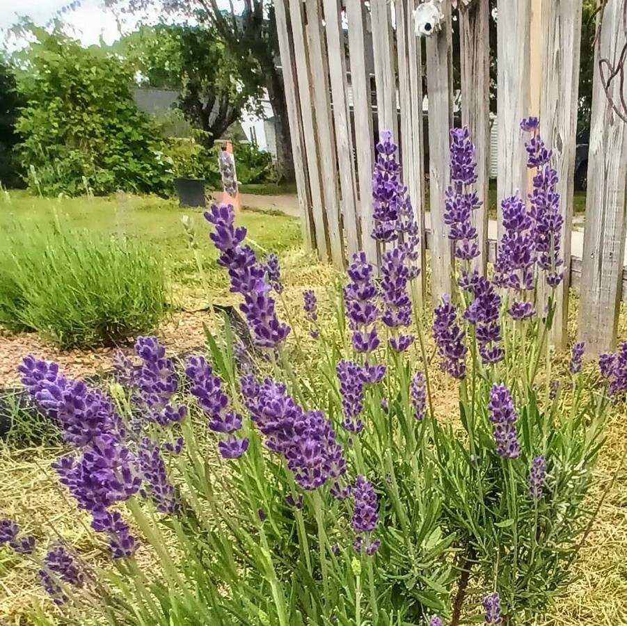 Lavandula angustifolia Royal Velvet