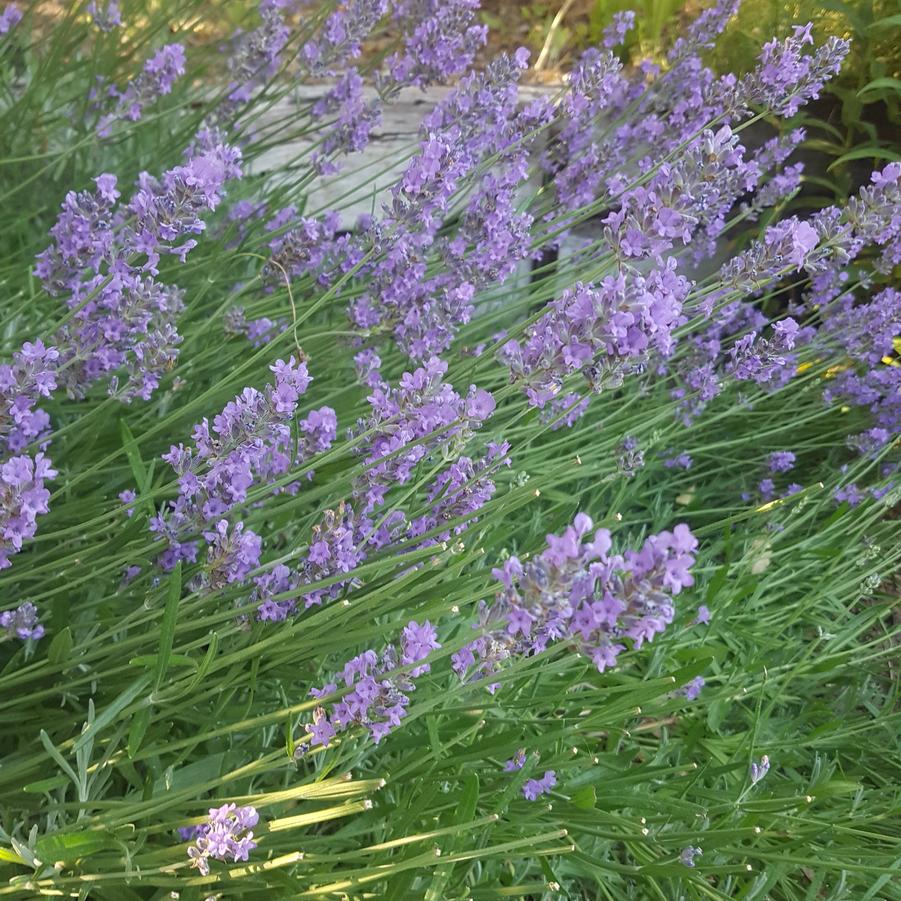 Lavandula x intermedia Asa Blue