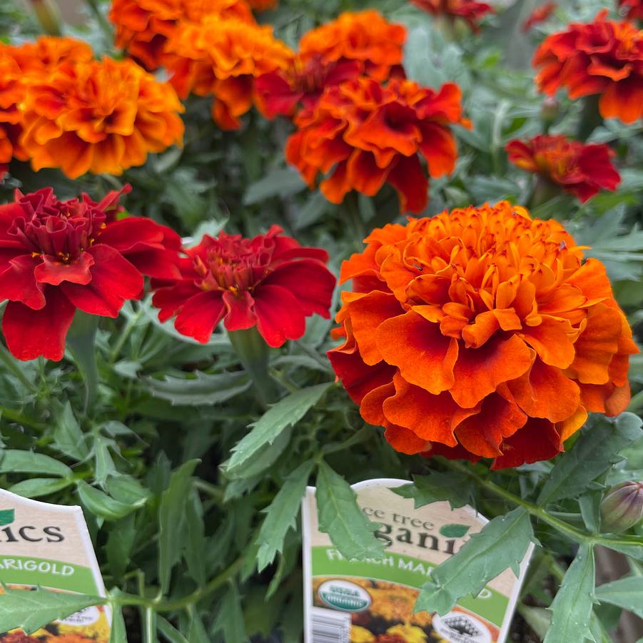 Tagetes patula 