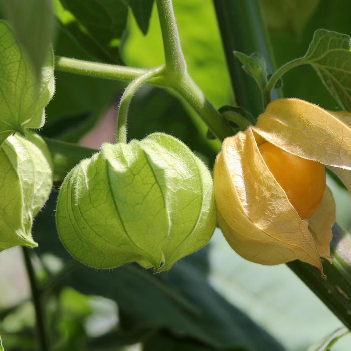 Physalis pruinosa 